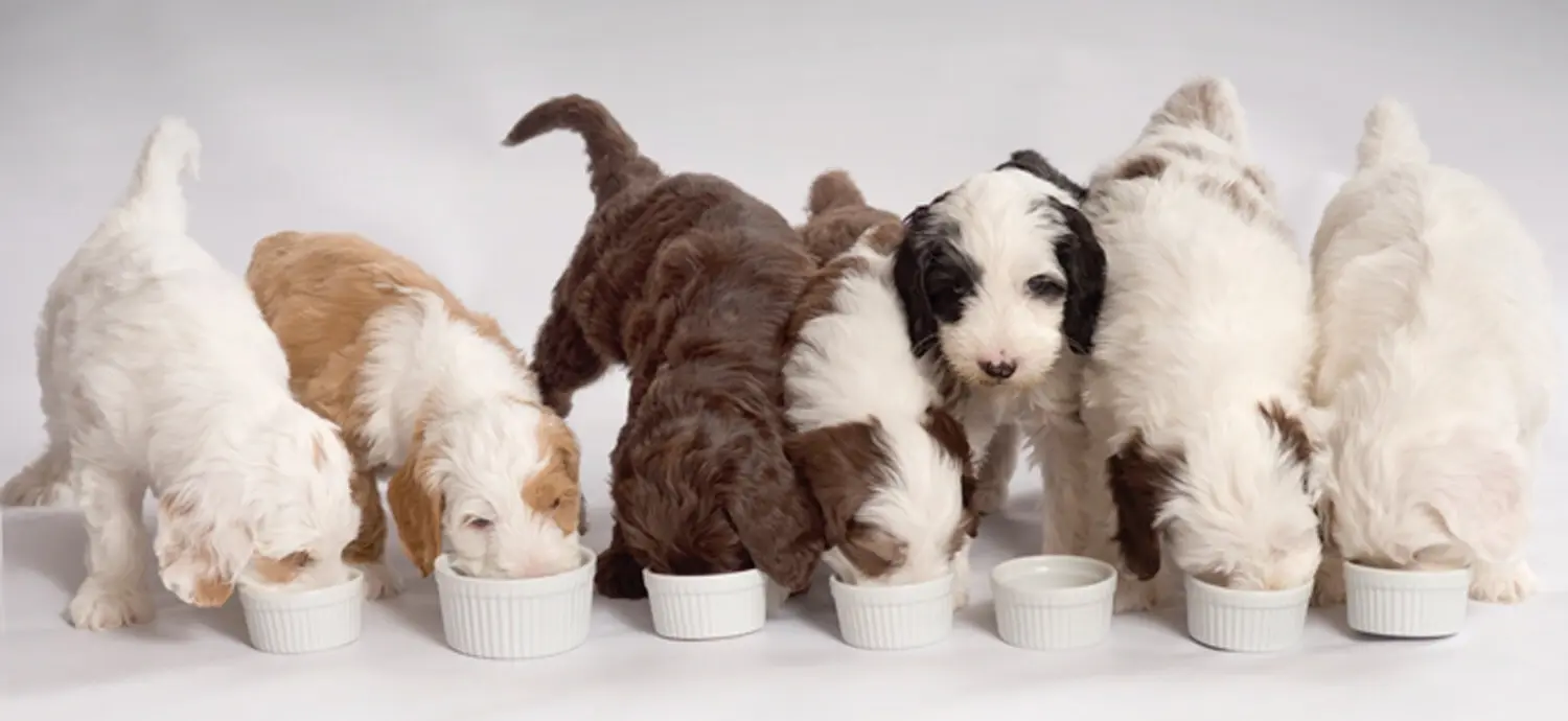A group of puppies eating their lunch from small white cups.