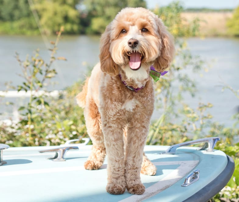 A red and white dog standing on top of a boat. River is in the background.