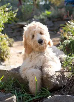 Stunning photo in a garden area of a red and white labradoodle adult dog.