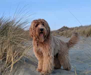 A brown dog standing in the sand on a beach with Health Tested Labradoodle Parents.