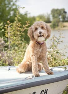 A brown poodle sitting on top of a boat.