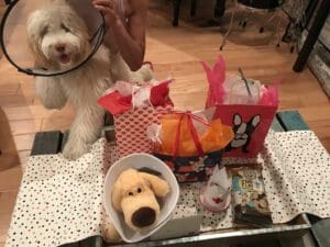A dog standing on a table with some gifts