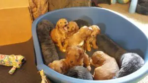 Multigeneration labradoodle puppies laying in a blue tub.