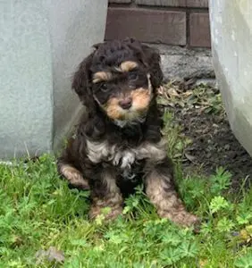 A small Labradoodle puppy sitting in the grass.