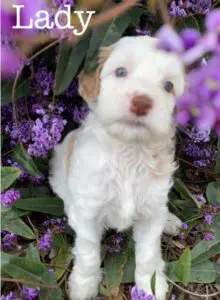 A white puppy sitting in purple flowers with the text lady. Multigenerational Australian Labradoodle Puppy gallery