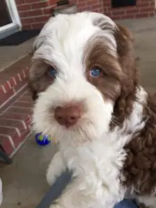 Multigeneration labradoodle puppies for sale, a small brown and white puppy with blue eyes.