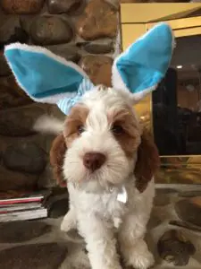 A brown and white puppy wearing blue color ears.