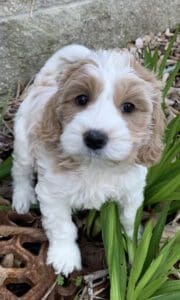 A adorable Labradoodle puppy standing in the grass.