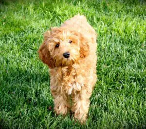 Multigeneration labradoodle puppies standing in the grass.