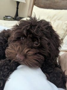 A multigenerational Australian Labradoodle puppy laying on a bed.