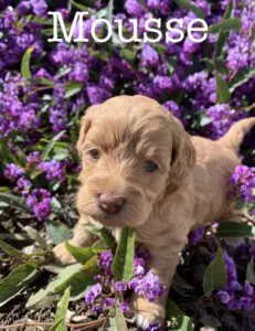 A brown puppy in purple flowers with the words Labradoodle puppies for sale.