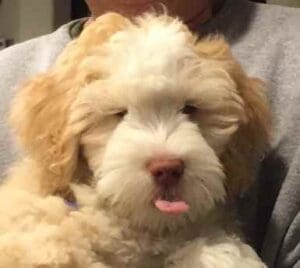 Close up shot of a dog showing his tongue