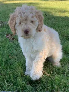 A white and brown poodle puppy standing in the grass, available for sale.
