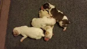 Top view of so many puppies sleeping