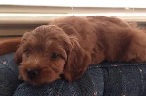 A small brown puppy, part of a Multigenerational Australian Labradoodle Puppy gallery, peacefully laying on a blue chair.