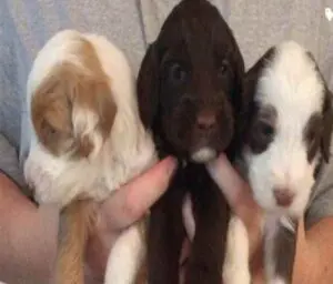 A person holding three small puppies