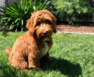 A small brown dog, resembling a Multigenerational Australian Labradoodle Puppy, sitting in the grass.