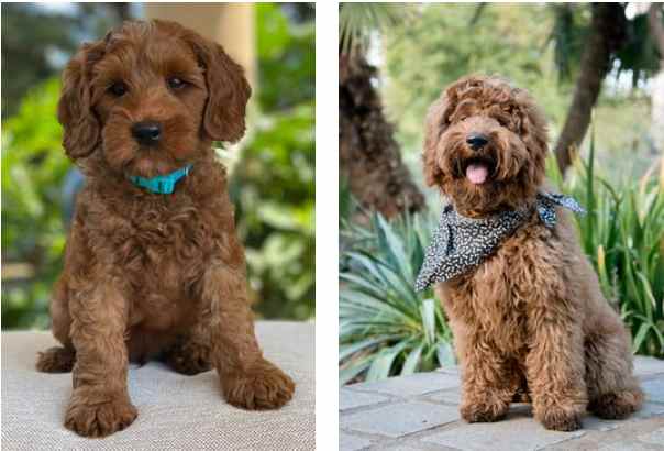 Two pictures of a brown dog with a bandana, bred from health tested labradoodle parents.