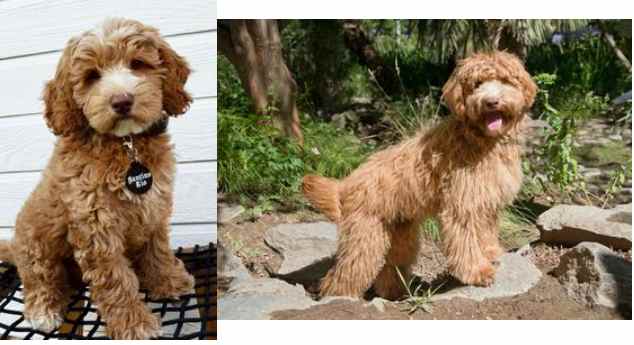 Two pictures of a brown dog standing next to a rock, born from Health Tested Labradoodle Parents.