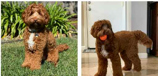 Two pictures of a brown dog with a frisbee in his mouth, born to health tested Labradoodle parents.