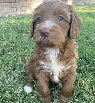 A small brown labradoodle puppy sitting in the grass.