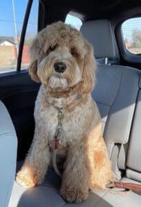 Red and white labradoodle dog sitting in the back seat.