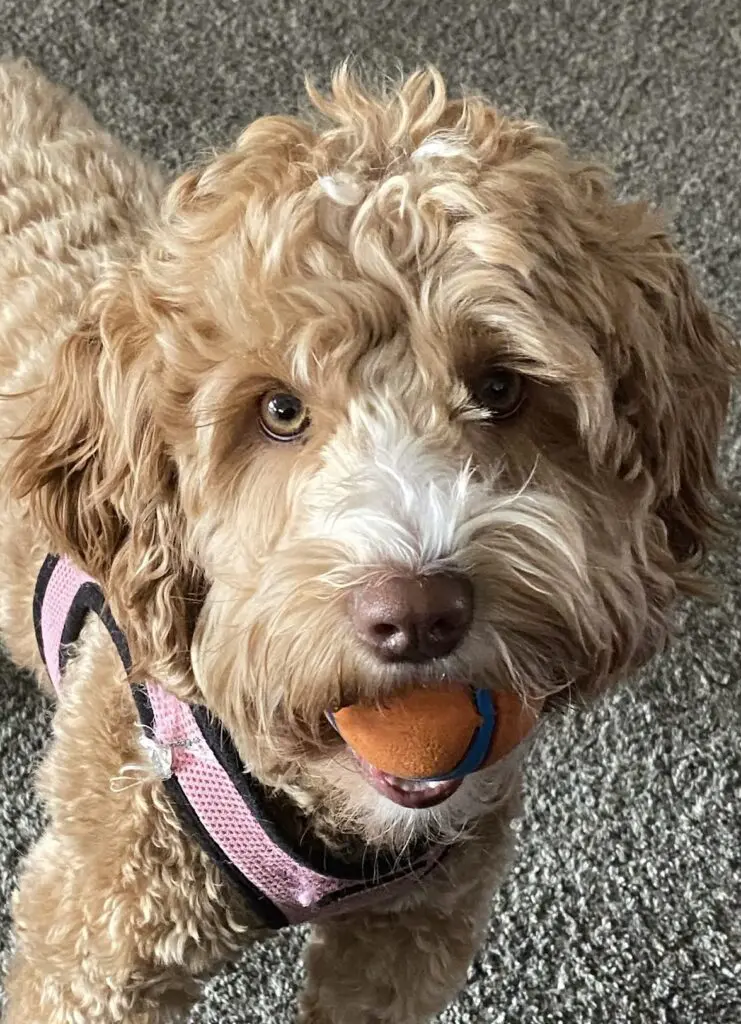 Red and white labradoodle dog with a ball in his mouth.