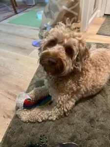 An apricot labradoodle adult dog playing with her toy.