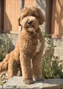 Standing on a rock, a red and white labradoodle adult dog.