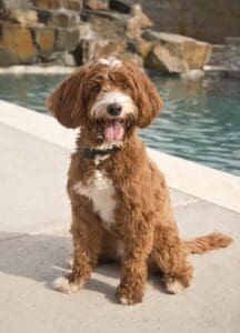A red and white multigenerational Australian labradoodle dog parent sitting by a pool. I think she is ready for a swim.