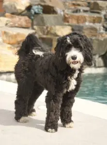A black and white doodle dog parent who is standing by the pool.