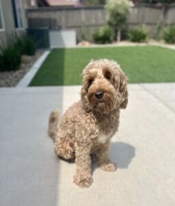 Red and white Australian labradoodle dog who is one of our parents.