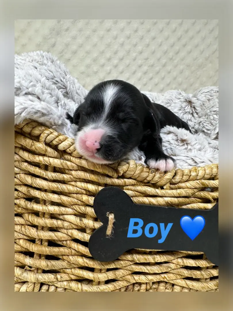 two week old labradoodle puppy. Black with white markings.