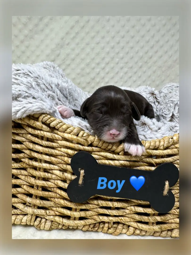 two-week-old male puppy.