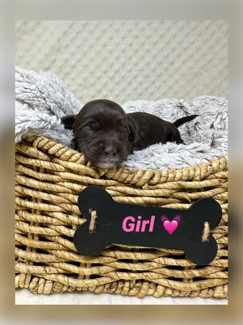 A cute puppy sleeping in basket