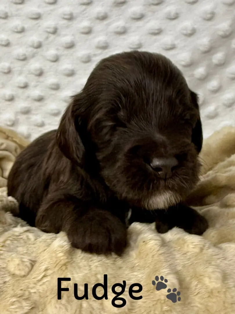 Brown Labradoodle puppy sitting on grass.