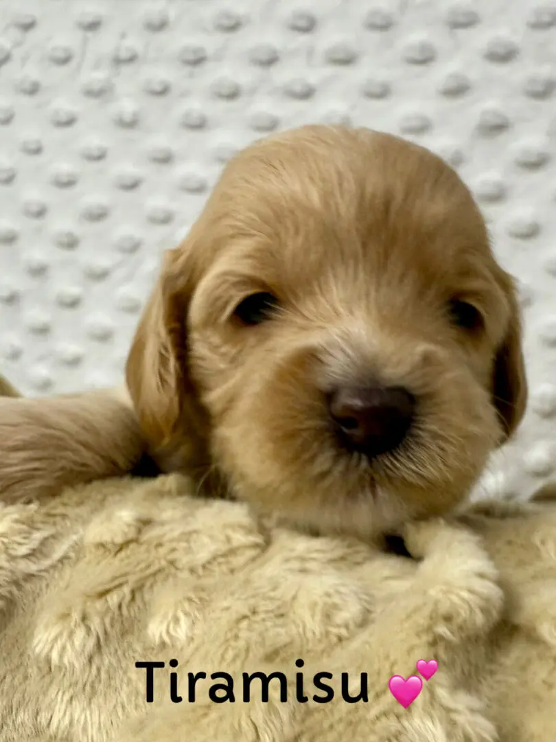 Chocolate Labradoodle puppy sitting on grass.