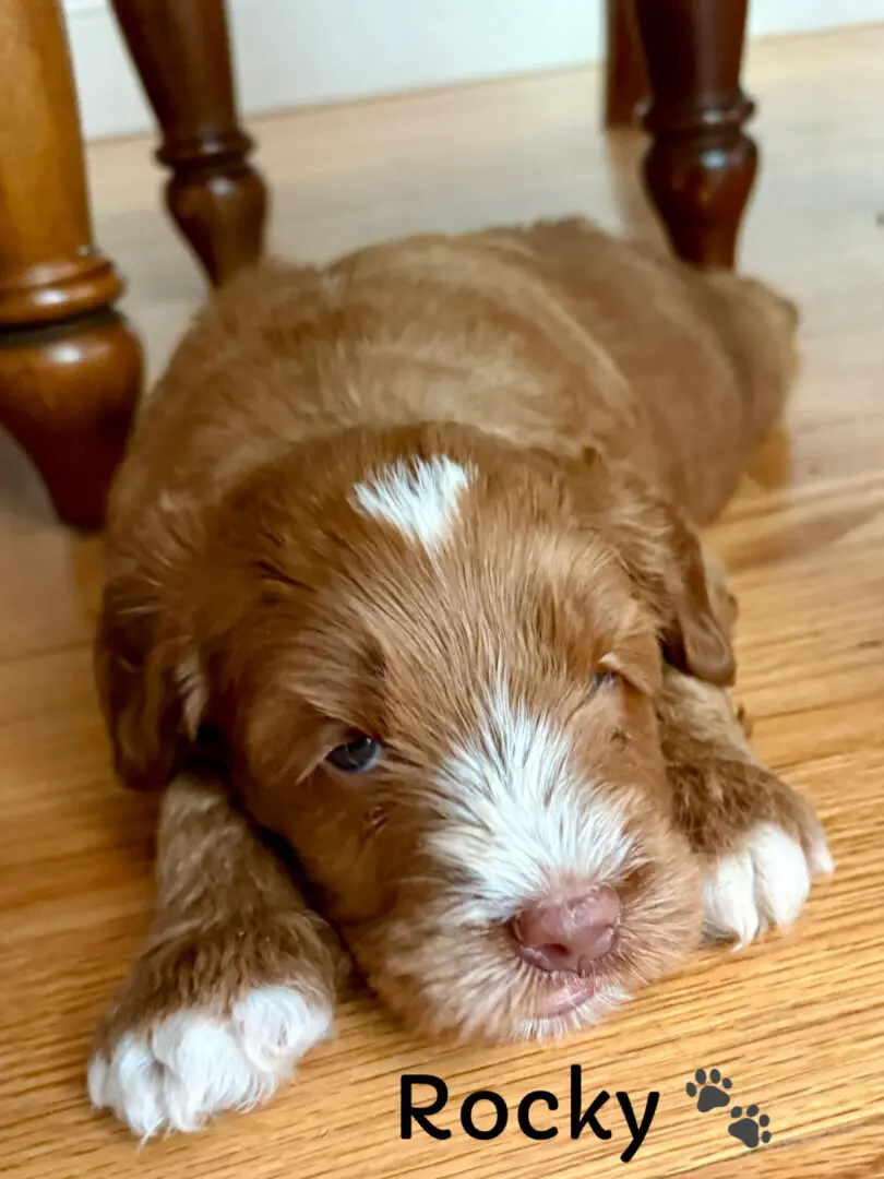 Brown Labradoodle puppy sitting on grass.