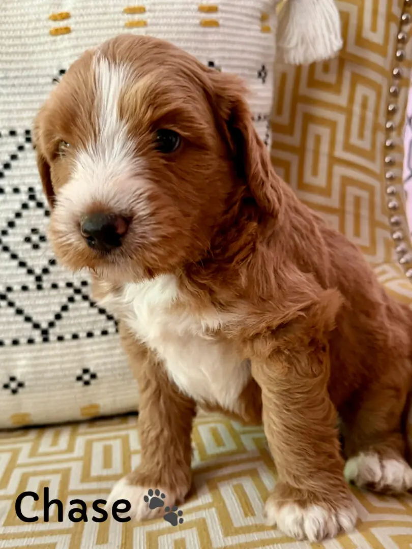 Brown and white puppy sitting on patterned chair.