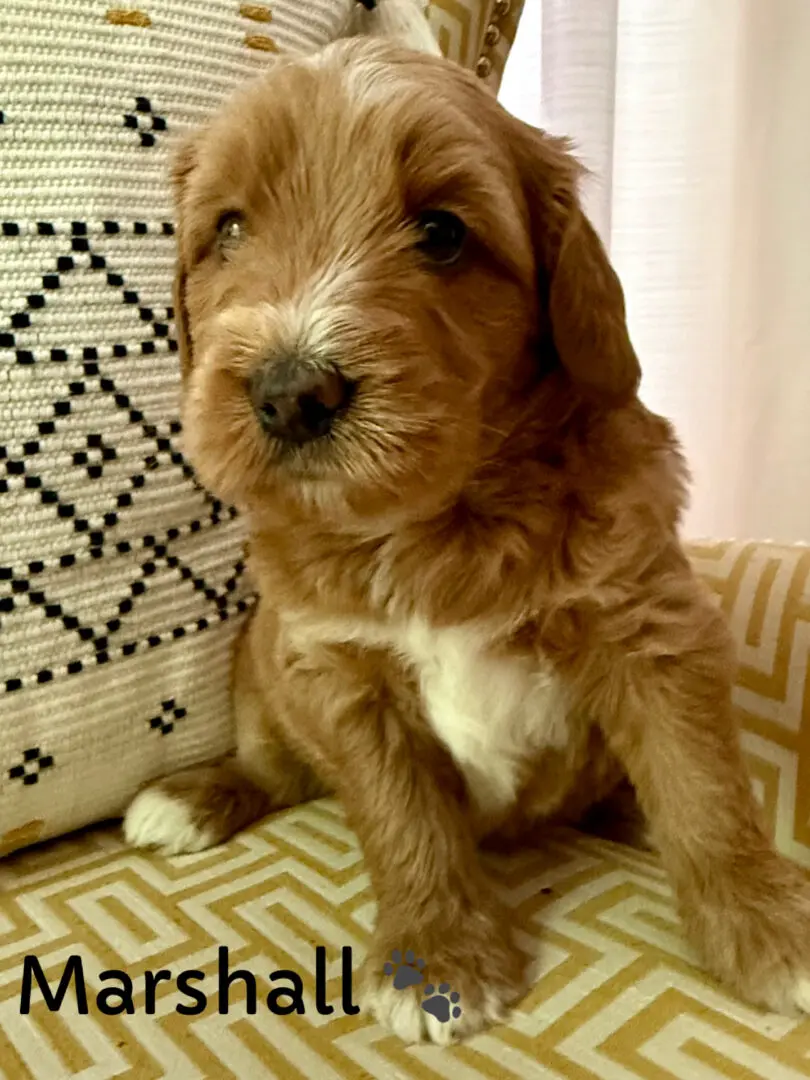 Brown Labradoodle puppy sitting on grass.