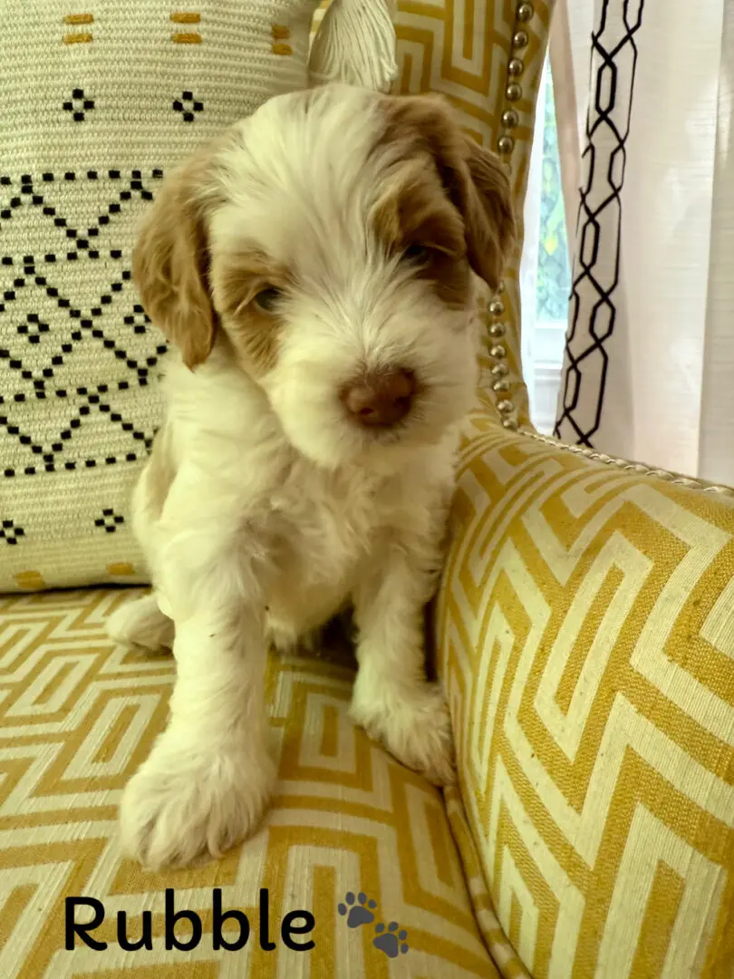 Chocolate Labradoodle puppy sitting on grass.