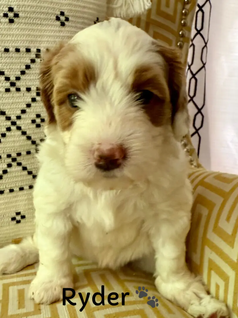 A fluffy cream-colored Labradoodle puppy sitting.
