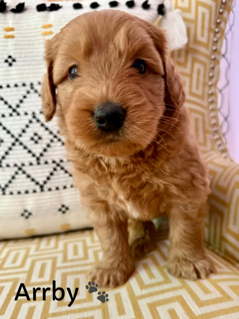 Brown Labradoodle puppy sitting on grass.